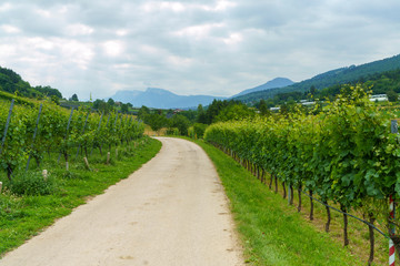 Obraz premium Landscape in Valsugana near Vigolo Vattaro at summer