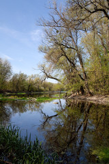 River on a summer day in the forest among the trees
