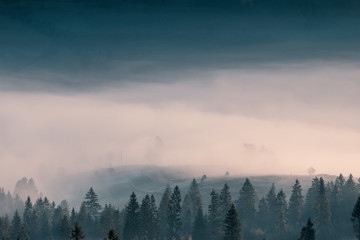 Nebel über Bergfichtenwald am frühen Morgen. Fichtenschattenbilder auf Berghügelwald in der nebligen Herbstlandschaft.