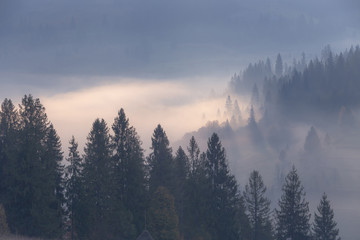 Fog over mountain range. Mountain, covering with spruce forest, sticking out from the white clouds.