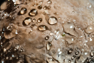 Mushroom on a Decaying Tree with Water Drops