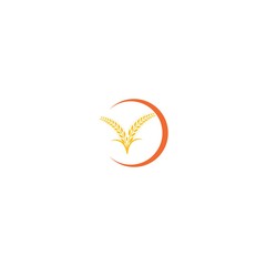 Agriculture wheat Logo Template vector icon