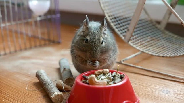 Degu squirrel eats food from red bowl