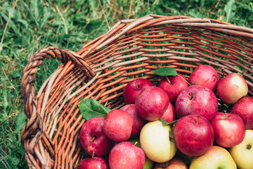 Ripe picked red apples in a wicker basket on a lawn at the summer garden.