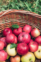 Ripe picked red apples in a wicker basket on a lawn at the summer garden.