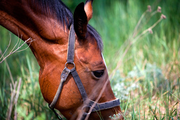 Horse walking in the paddock spring day.
