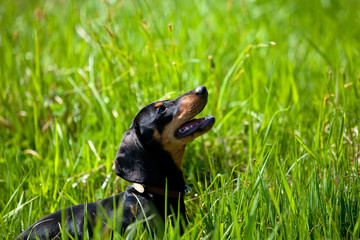 Dachshund dog on a summer day in the grass in the meadow