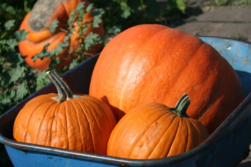 Pumpkins in old blue wheelbarrow in pumpkin patch for Halloween and Thanksgiving Holidays