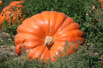 Big orange pumpkin  in pumpkin patch Halloween Thanksgiving in October and November