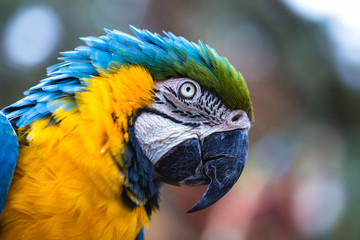 40-year-old old macaw, with pointed feathers, scared scared animal, yellow-and-blue-bellied bird, native to the Amazon, domestic animal.