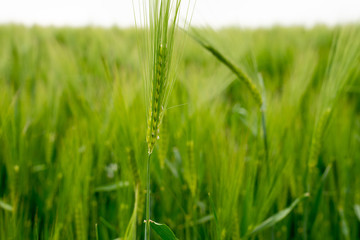 Fototapeta na wymiar champs de blé