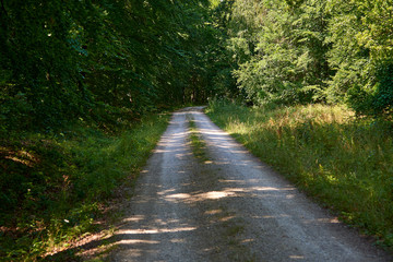 country road through the forest