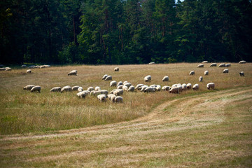 Herds of sheep grazing peacefully