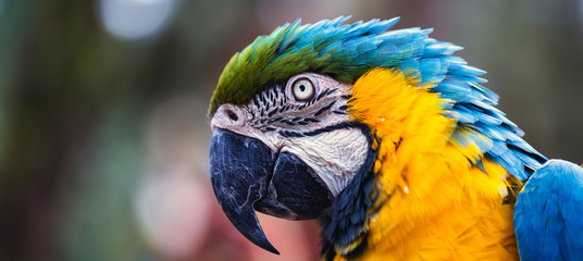 40-year-old old macaw, with pointed feathers, scared scared animal, yellow-and-blue-bellied bird, native to the Amazon, domestic animal.
