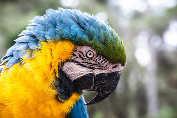 old Macaw-canindé with broken beak, wound due to animal trafficking, bird in captivity.