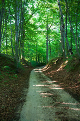 Obraz premium Tourist trail through the Barania Gora nature reserve in the Swietokrzyskie Mountains