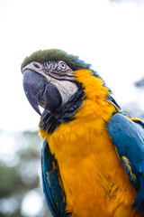 old Brazilian Macaw, 40 years old, yellow-and-blue-bellied bird, native to the Amazon, domestic animal.