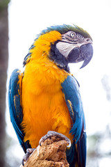 old Brazilian Macaw, 40 years old, yellow-and-blue-bellied bird, native to the Amazon, domestic animal.