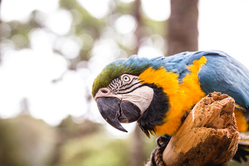 old Brazilian Macaw, 40 years old, yellow-and-blue-bellied bird, native to the Amazon, domestic animal.