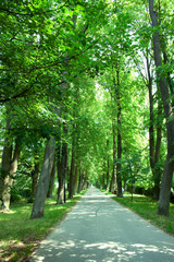 The avenue surrounded by green linden trees