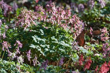 Hohler Lerchensporn (Corydalis cava) im Wald	