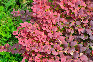 Cultivar Thunbergs barberry twigs (Berberis thunbergii "Coral") close up. Bright ornamental bush with vivid red-burgundy leaves with yellow border. Gardening or landscaping concept. Selective focus