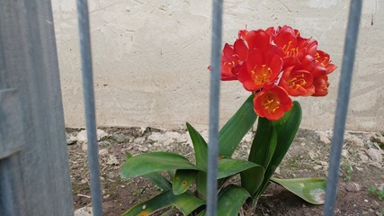Flor naranja