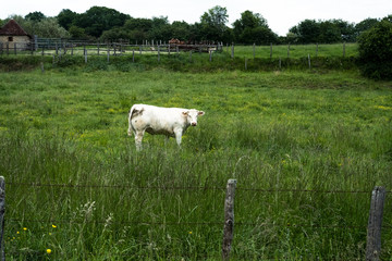 Fototapeta premium vache