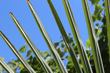 Palm leaf on a bright blue sky