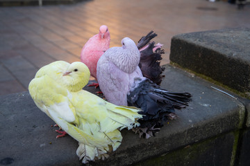 colorful dove