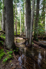 Creek running into Priest Lake State Park, Lionhead Unit, Idaho