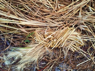 a bunch of dry grass on a mown field. The grass dries in the sun. 