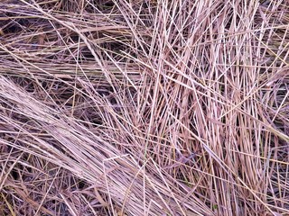 Dry grass on the field. Light background.
