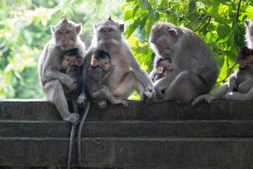 Photo of mother monkeys with small children. Little monkey in mom's arms. Animals, primates, wildlife, cute, travel, fauna, tropics, freedom, wild, forest, Indonesia,