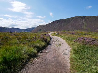 path with green vegetation and  heather alongside, hills at the distance, blue sky with white clouds