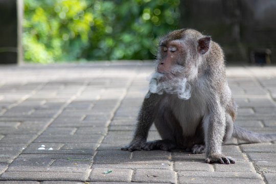 Wild monkeys in the forest in Bali. A monkey in a wild forest blows smoke from its mouth. Animals, primates, wildlife, travel, fauna, tropics, freedom, wild, forest, Indonesia, funny, smoke