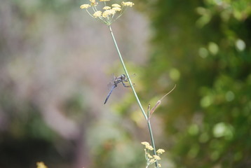 Large Blue Dragonfly on Fennel Stalk