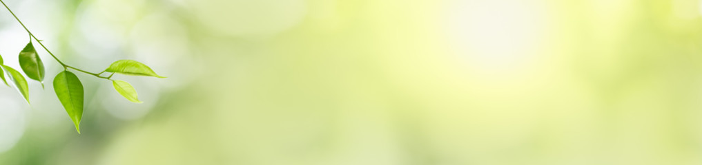 Fototapeta na wymiar Closeup beautiful attractive nature view of green leaf on blurred greenery background in garden with copy space using as background natural green plants landscape, ecology, fresh cover page concept.