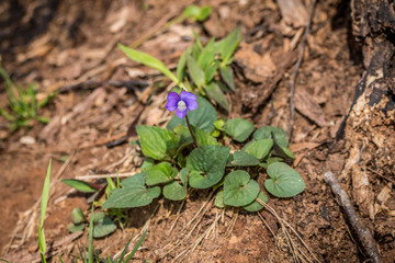 Violet flower in the forest