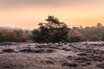 überfrohrene Westruper Heide bei Sonnenaufgang