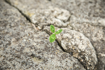 plant from a stone crack