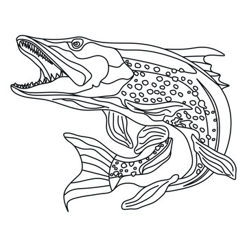pike fish image, black and white image, freshwater predators