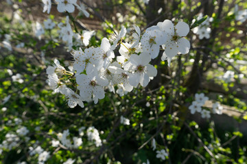 Árbol en flor