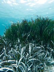 Fototapeta na wymiar green algae in the clear blue sea