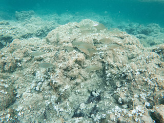 fish swimming in the mediterranean sea