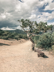 tree in the desert