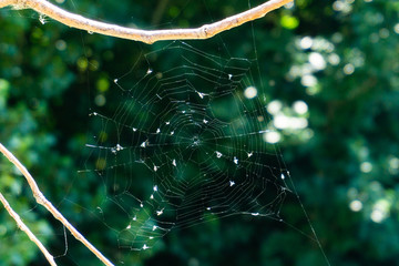 Tela de araña llena de insectos
