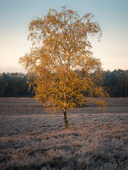 überfrohrene Westruper Heide bei Sonnenaufgang