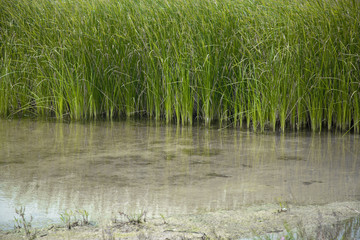 grass grown in a lake water