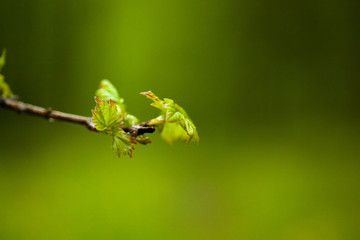 tree small and green leaf